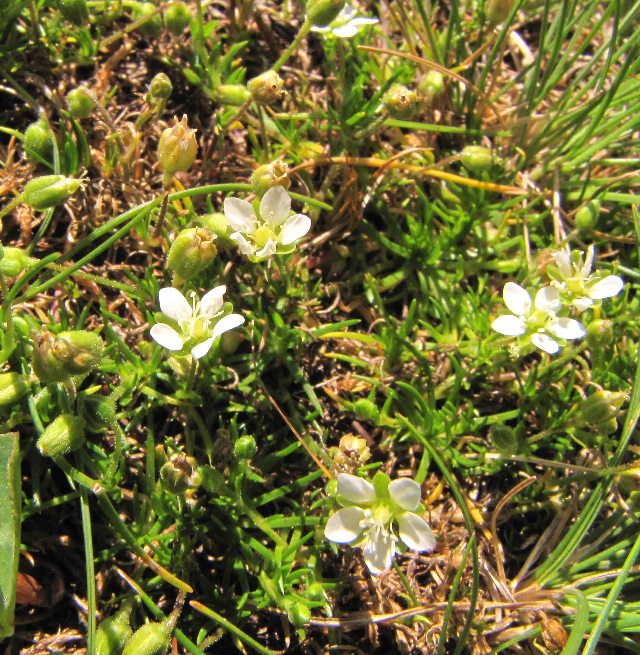 saxifraga o minuartia - Minuartia cfr. verna
